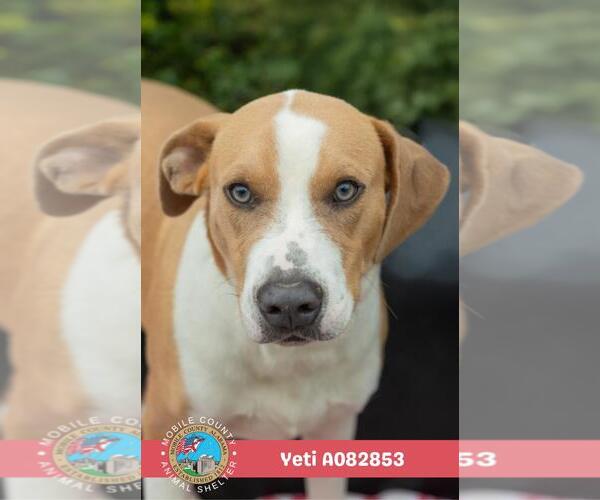 Medium Photo #1 Beagle-Unknown Mix Puppy For Sale in Mobile, AL, USA