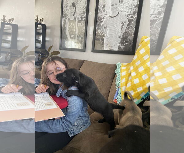 Medium Photo #3 Mutt Puppy For Sale in Sandy, UT, USA