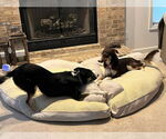 Small #7 Border Collie