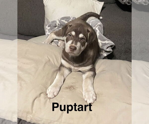 Medium Photo #2 Labsky Puppy For Sale in Topeka, KS, USA