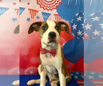 Small #2 American Pit Bull Terrier Mix