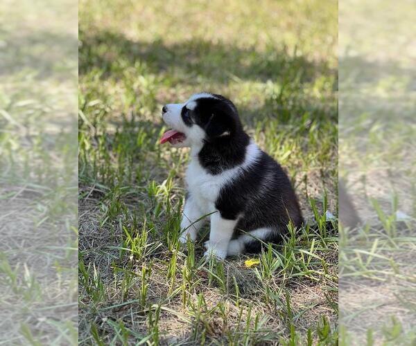 Medium Photo #10 Siberian Husky Puppy For Sale in BROOKSVILLE, FL, USA