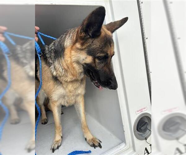 Medium Photo #1 German Shepherd Dog Puppy For Sale in Houston, TX, USA