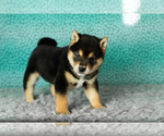 Small Photo #9 Shiba Inu Puppy For Sale in MILLERSBURG, IN, USA