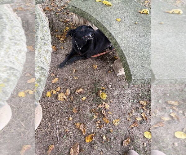 Medium Photo #3 Affenpinscher-Labrador Retriever Mix Puppy For Sale in Richmond, IN, USA