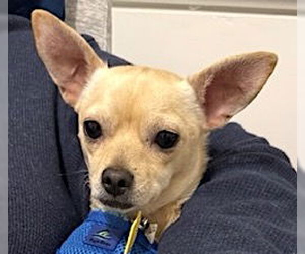 Medium Photo #3 Chihuahua Puppy For Sale in Mount Airy, NC, USA