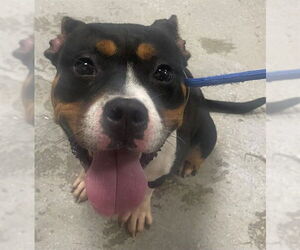 American Boston Bull Terrier Dogs for adoption in Augusta, GA, USA