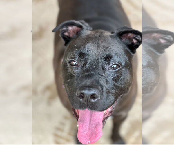 Medium Photo #5 American Pit Bull Terrier-Labrador Retriever Mix Puppy For Sale in Houston, TX, USA