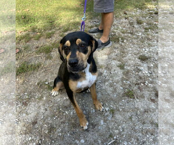 Medium Photo #3 Mutt Puppy For Sale in Shelburne, VT, USA