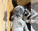 Small Photo #130 Dachshund Puppy For Sale in LAKEBAY, WA, USA