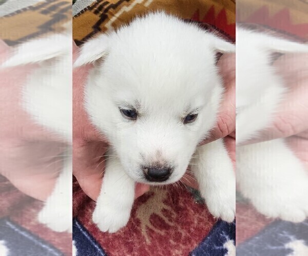 Medium Photo #7 Siberian Husky Puppy For Sale in CAMDENTON, MO, USA