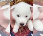Small #6 Siberian Husky