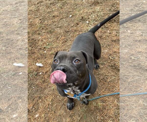 Medium Photo #3 American Pit Bull Terrier-Unknown Mix Puppy For Sale in Front Royal, VA, USA