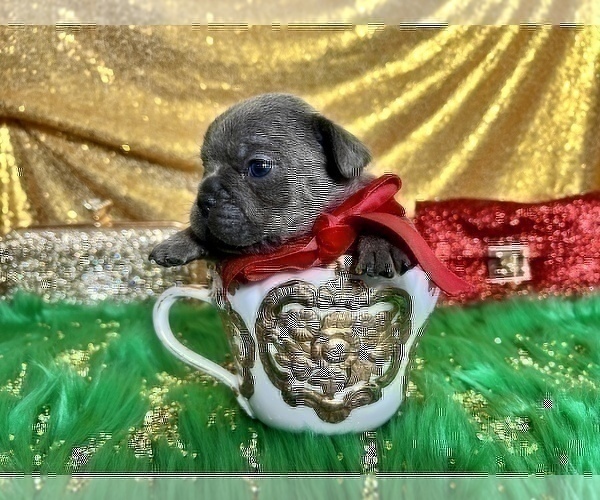 Medium Photo #69 French Bulldog Puppy For Sale in HAYWARD, CA, USA
