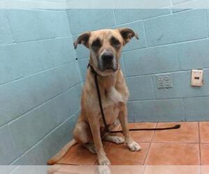 Mastiff-Unknown Mix Dogs for adoption in Downey, CA, USA