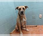 Small Mastiff Mix