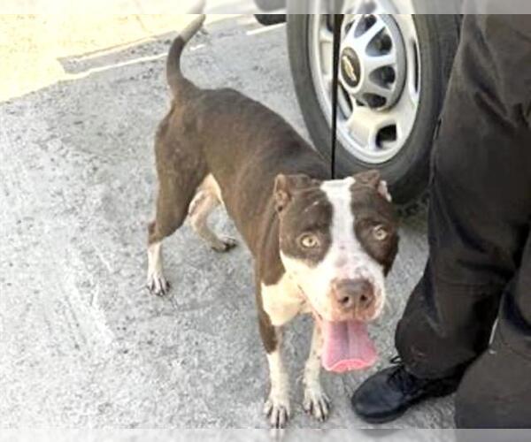 Medium Photo #2 American Pit Bull Terrier Puppy For Sale in Houston, TX, USA
