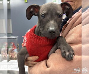 Mutt Dogs for adoption in Washington, DC, USA