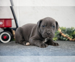 Small Photo #30 Cane Corso Puppy For Sale in BIRD IN HAND, PA, USA