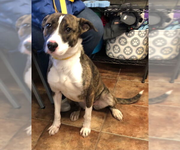 Medium Photo #5 American Staffordshire Terrier Puppy For Sale in Amarillo, TX, USA