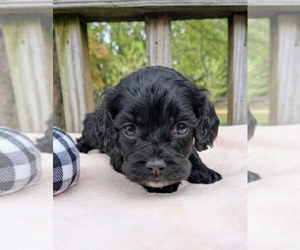 Medium Photo #5 Cock-A-Poo Puppy For Sale in SALEM, MO, USA