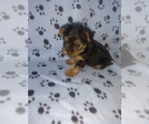 Yorkshire Terrier Puppy for sale in LAPEER, MI, USA