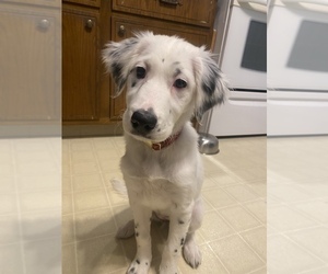 Border Collie-English Setter Mix Puppy for sale in BERLIN, WI, USA