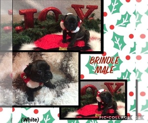French Bulldog Puppy for sale in FAYETTEVILLE, AR, USA
