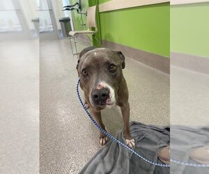 American Pit Bull Terrier-Unknown Mix Dogs for adoption in Louisville, KY, USA