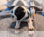 Small Photo #1 Boston Terrier Puppy For Sale in INDEPENDENCE, MO, USA