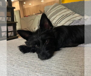 Mutt Dogs for adoption in Royal Palm Beach, FL, USA