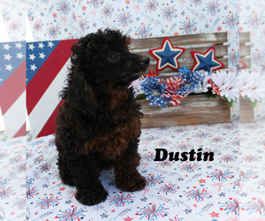 Poodle (Toy) Puppy for sale in CHANUTE, KS, USA