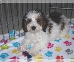 Small Photo #17 Poochon Puppy For Sale in ORO VALLEY, AZ, USA
