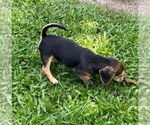 Small #1 Beagle Mix