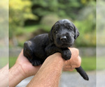 Small Photo #10 Goldendoodle Puppy For Sale in FERGUSON, NC, USA