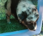 Small Photo #29 Australian Shepherd Puppy For Sale in SYLVA, NC, USA