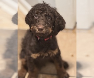 Poodle (Standard) Puppy for sale in ZIMMERMAN, MN, USA