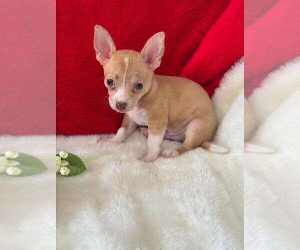Medium Photo #6 Chihuahua Puppy For Sale in FORT LAUDERDALE, FL, USA