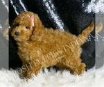 Small #3 Poodle (Toy)