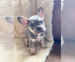 Puppy Jade French Bulldog