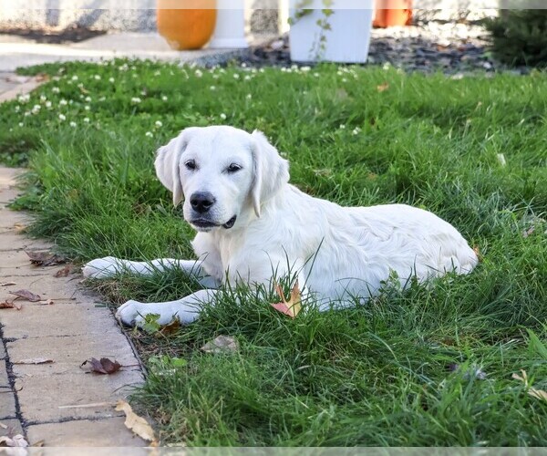 Medium Photo #3 Golden Retriever Puppy For Sale in SYRACUSE, IN, USA