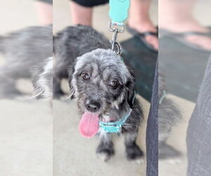 Poodle (Miniature)-Unknown Mix Dogs for adoption in Holly Springs, NC, USA
