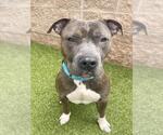 Small #1 American Pit Bull Terrier Mix