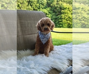 Mother of the Maltipoo puppies born on 06/26/2025