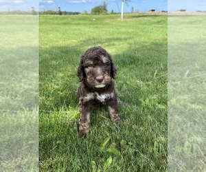 English Setterdoodle Puppy for sale in BREMEN, MN, USA
