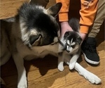 Small Photo #5 Siberian Husky Puppy For Sale in FEDERAL WAY, WA, USA