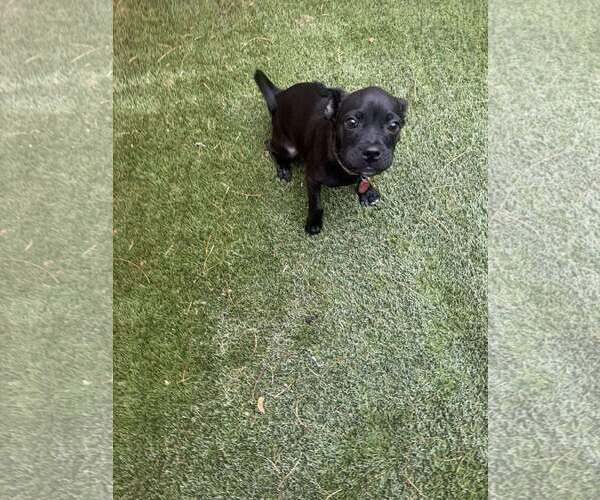 Medium Photo #4 Pug-Unknown Mix Puppy For Sale in Tempe , AZ, USA