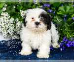 Small #1 Shih Tzu