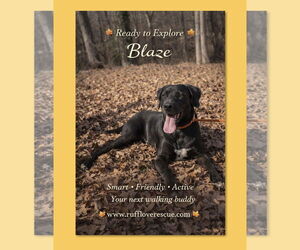 Great Dane-Labrador Retriever Mix Dogs for adoption in Thomasville, NC, USA