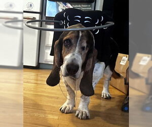 TOBIAS - Male Basset Hound Dog for Adoption - Photo #3